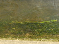 Potamogeton octandrus