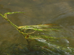 Potamogeton octandrus