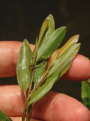 Potamogeton octandrus