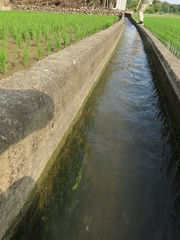 Potamogeton octandrus