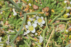 Arenaria rivularis