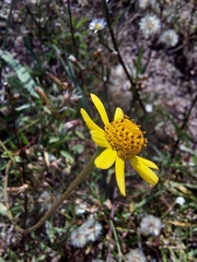 Acmella decumbens