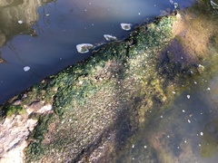 Vaucheria fontinalis