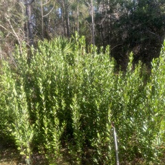 Ilex coriacea