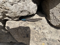 Chalcides sexlineatus sexlineatus