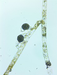 Vaucheria fontinalis