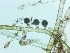 Vaucheria fontinalis