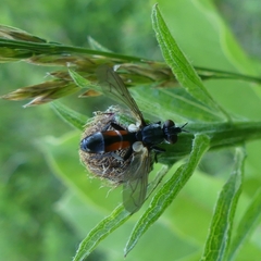 Cylindromyia interrupta
