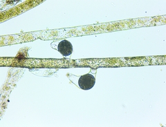 Vaucheria fontinalis