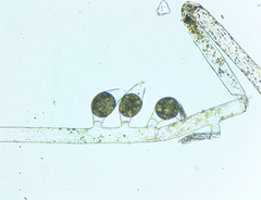 Vaucheria fontinalis