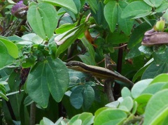Anolis pulchellus