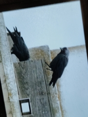 Corvus monedula spermologus