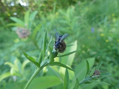 Cylindromyia interrupta