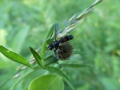 Cylindromyia interrupta