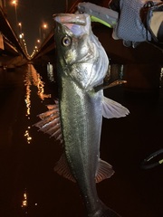 Lateolabrax japonicus