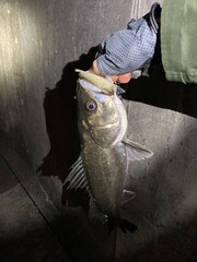 Lateolabrax japonicus