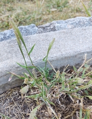 Tragus berteronianus