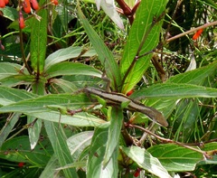 Anolis pulchellus