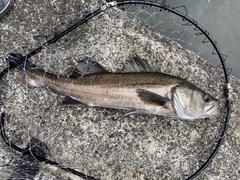 Lateolabrax japonicus