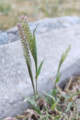 Tragus berteronianus