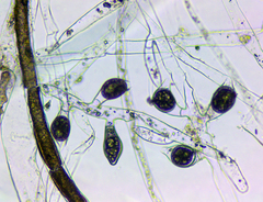 Vaucheria fontinalis