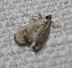 Eudaimonisma batchelorella