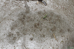 Branchipus schaefferi