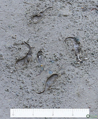 Branchipus schaefferi