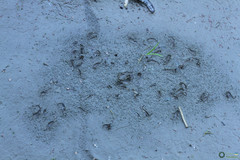 Branchipus schaefferi
