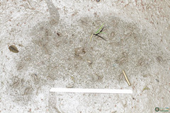 Branchipus schaefferi