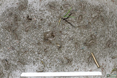 Branchipus schaefferi