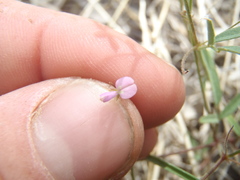 Desmodium rosei