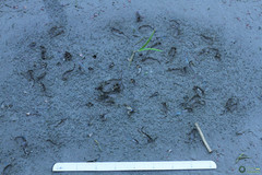 Branchipus schaefferi