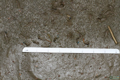 Branchipus schaefferi