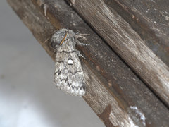 Porela