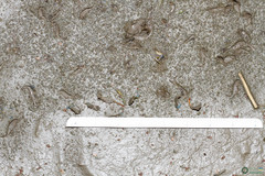 Branchipus schaefferi