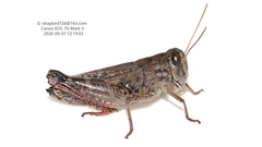 Calliptamus abbreviatus