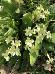 Primula vulgaris