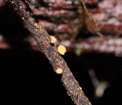 Crocicreas
