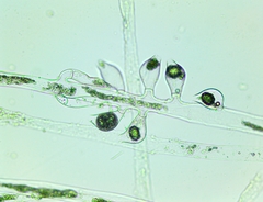 Vaucheria fontinalis