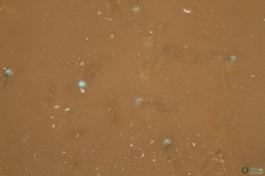 Branchipus schaefferi