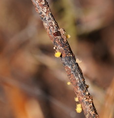 Crocicreas