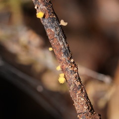 Crocicreas