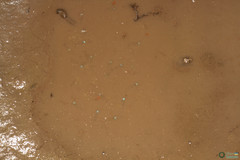 Branchipus schaefferi