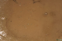 Branchipus schaefferi