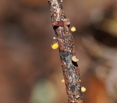 Crocicreas