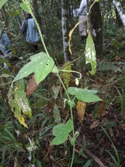 Passiflora nephrodes