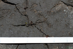 Branchipus schaefferi