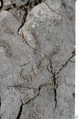 Branchipus schaefferi