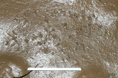 Branchipus schaefferi